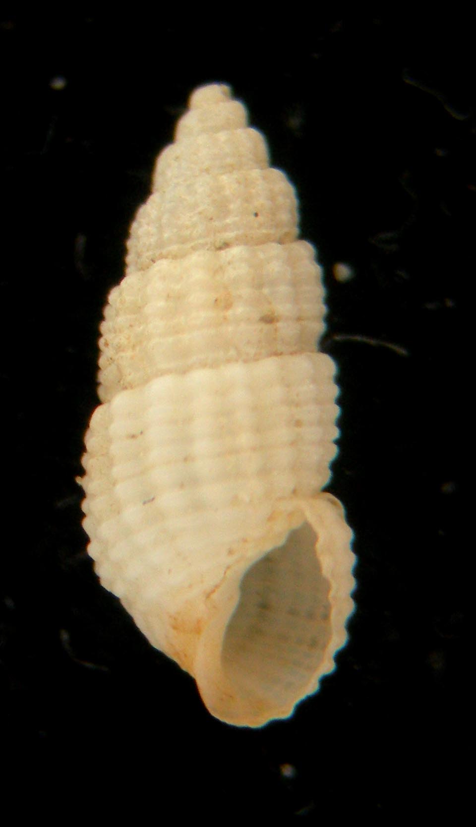 Euparthenia humboldti